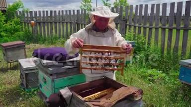 养蜂人拿出一个带有子宫的框架，蜜蜂。 在日记里工作。 蜂后的结论..